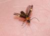 Malthinus rubricollis
